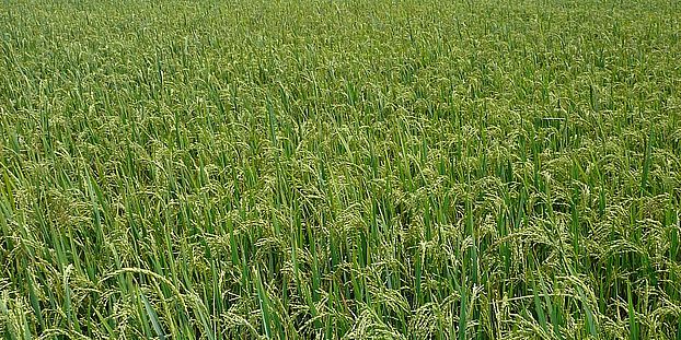 rice field