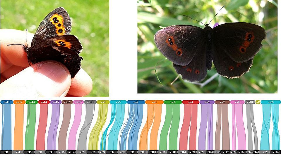 From fieldwork to comparative genomics – Erebia ligea & E. aethiops