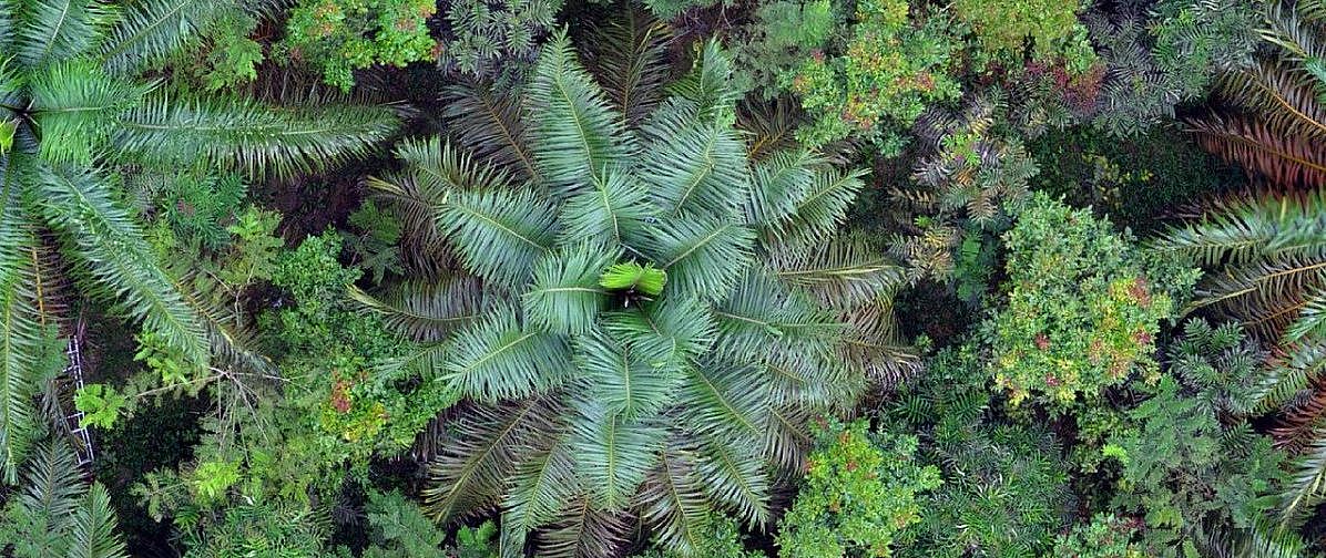 Forest canopy Clara Zemp Uni Neuchatel