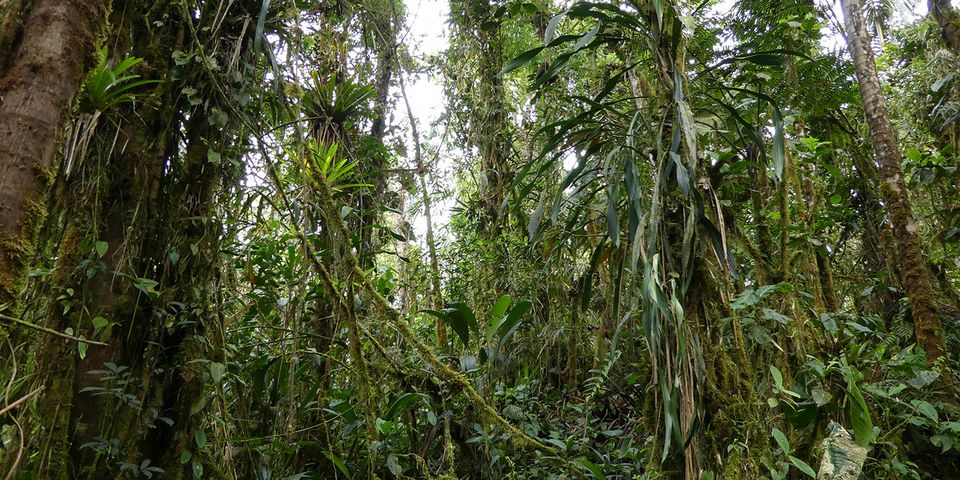 cloud forest ecuador