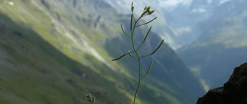 Arabidopsis thaliana