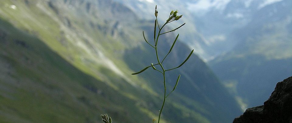 Arabidopsis thalliana