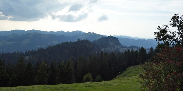 mixed forest