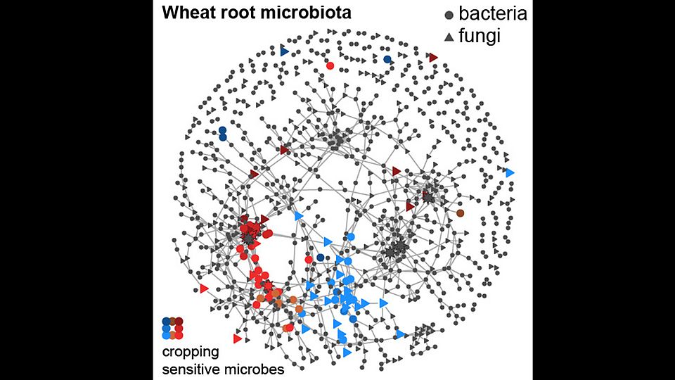 wheat root microbiome
