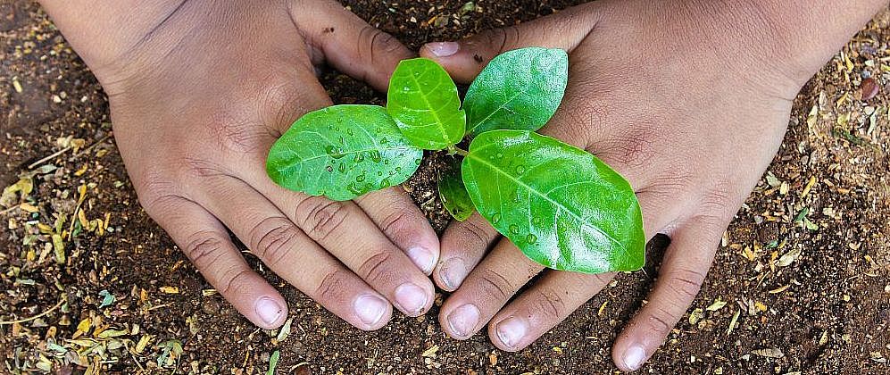 The future of humanity and plants is entangled. image by Wikimedia Commons