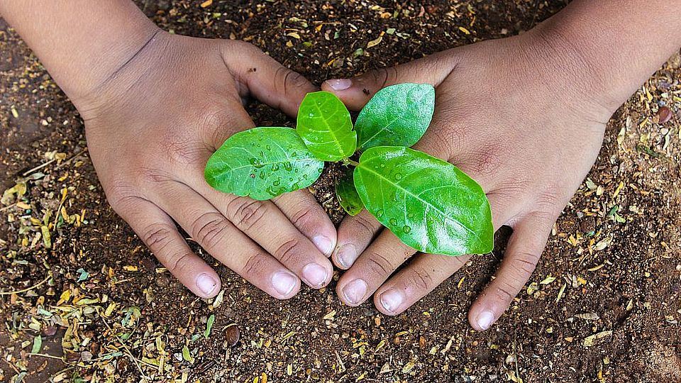 The future of humanity and plants is entangled