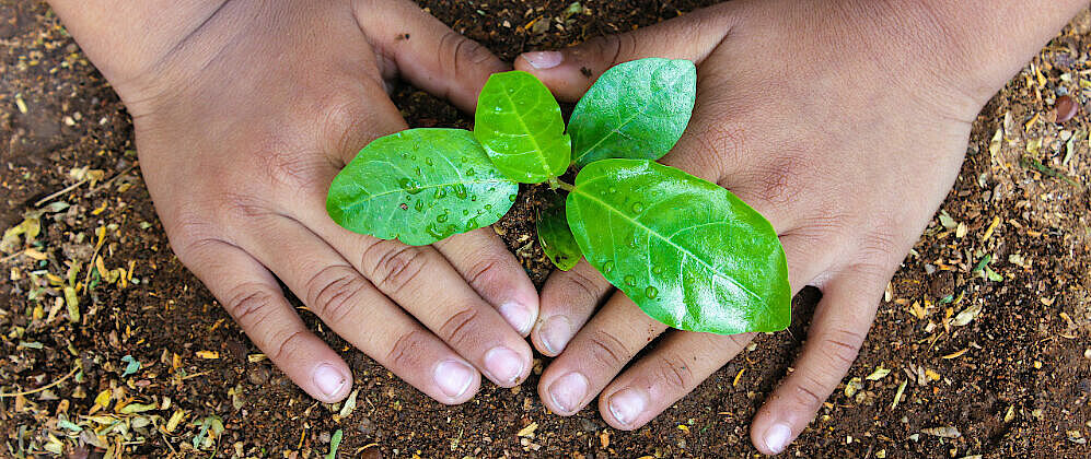 The future of humanity and plants is entangled. image by Wikimedia Commons