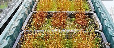 antagonistic selection