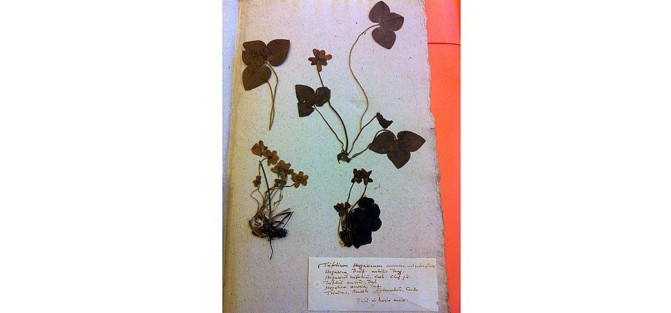 Herbarium specimen ©sylvia martinez