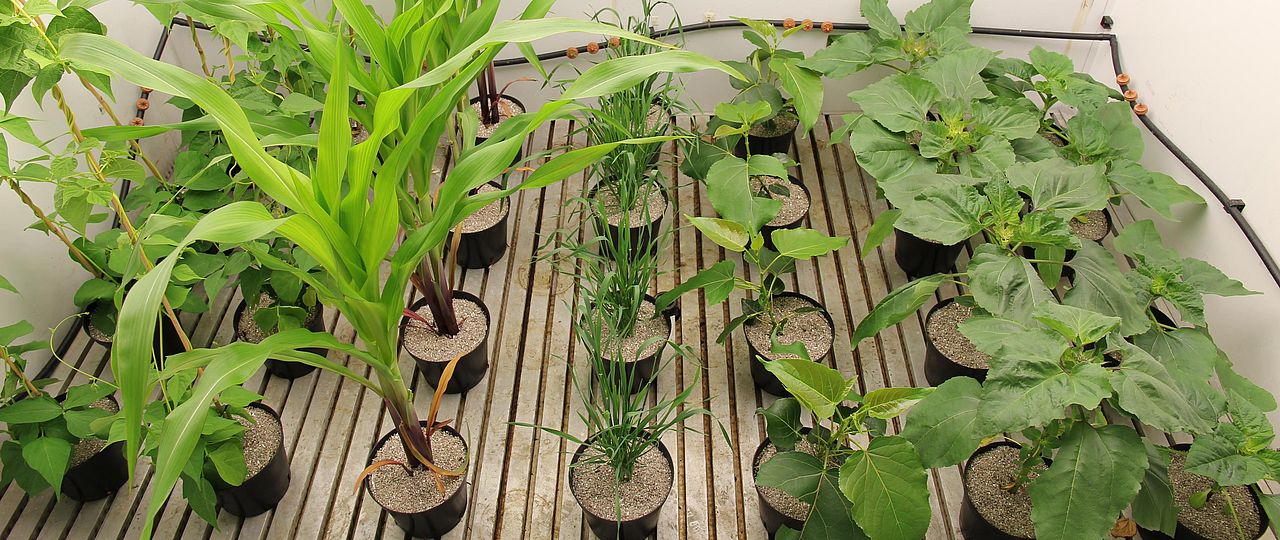 growth chamber