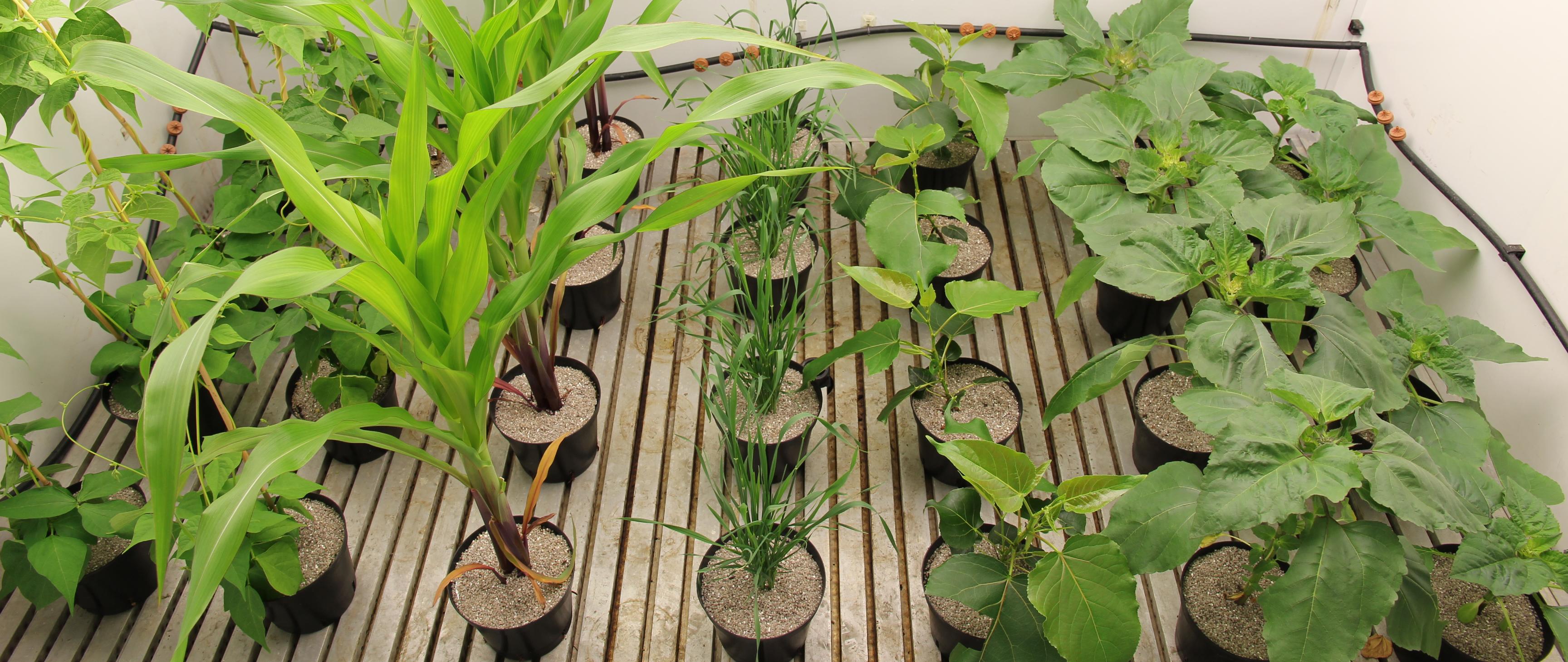 growth chamber
