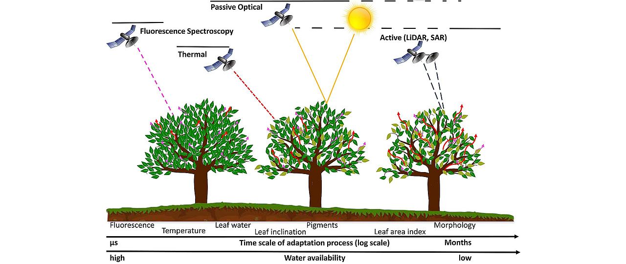 Remote sensing of plant water relations