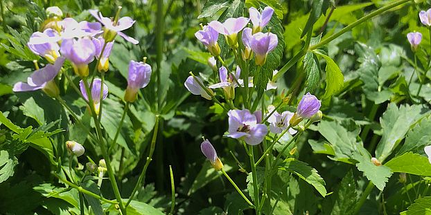 Cardamine insueta has only recently emerged in Urnerboden, a small alpine village in central Switzerland. (Image: UZH, Rie Shimizu-Inatsugi)