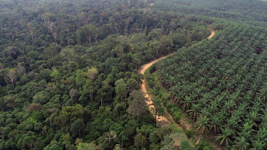 Forest – plantation frontier in Sumatra, Indonesia. Copyright: CRC990 / EFFoRTS