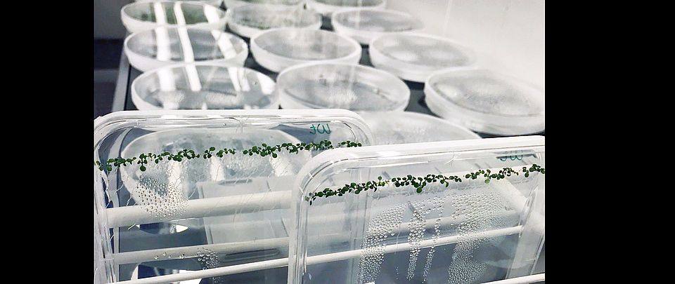 Arabidopsis seedlings growing on plates