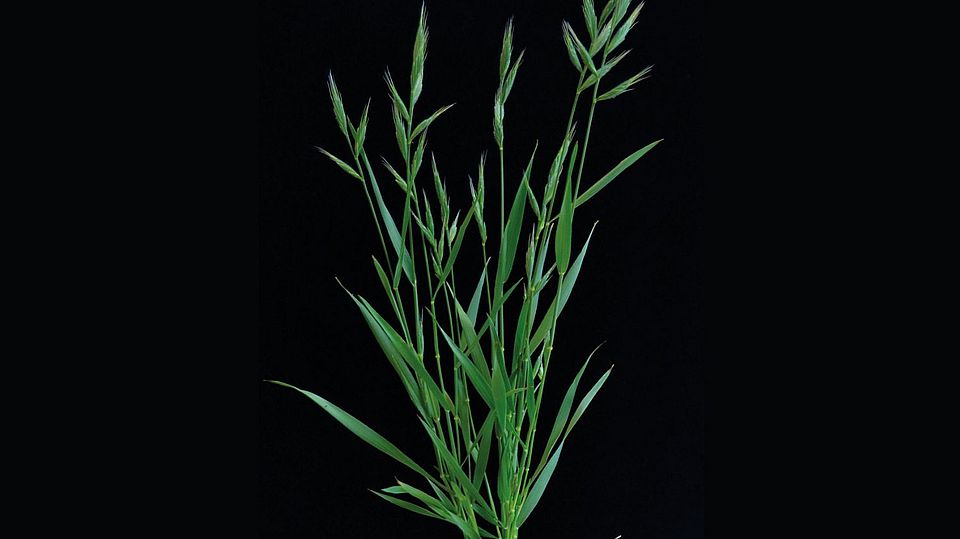 Brachypodium distachyon. Image: Michael Raissig, Uni Bern