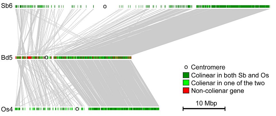 Comparative analysis of gene order and conservation in grass chromosomes