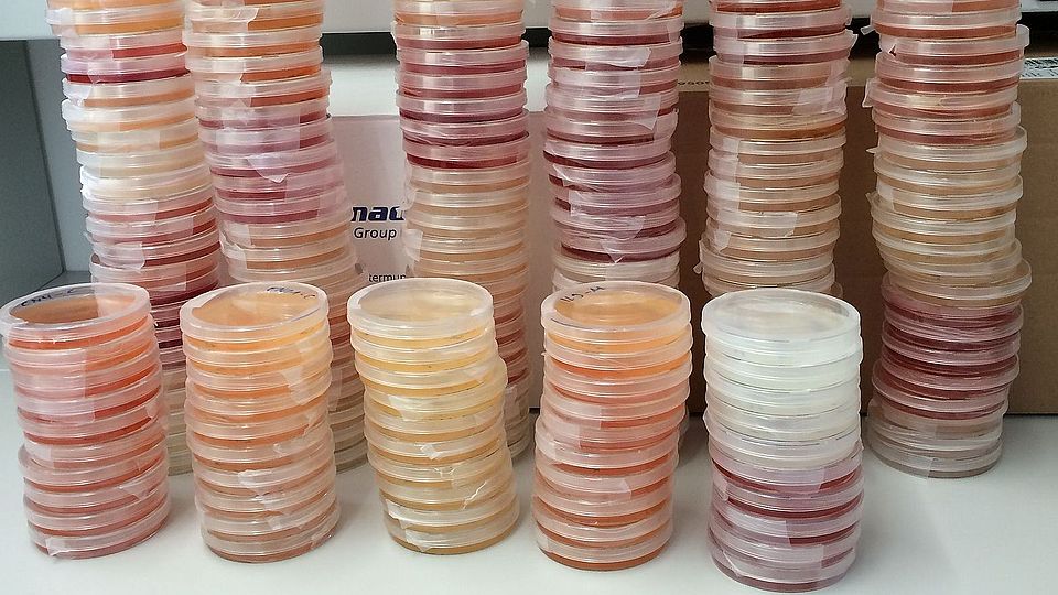 Heterorhabditis nematode cultures Ricardo Machado Uni Neuchatel