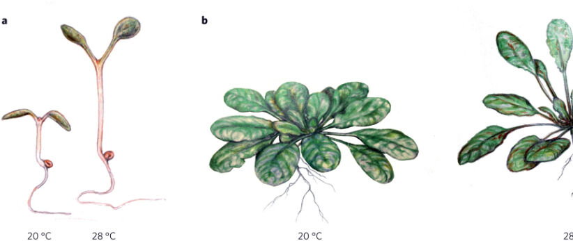 Illustration of thermomorphogenesis phenotype (Quint et al. 2016 Nature Plants)
