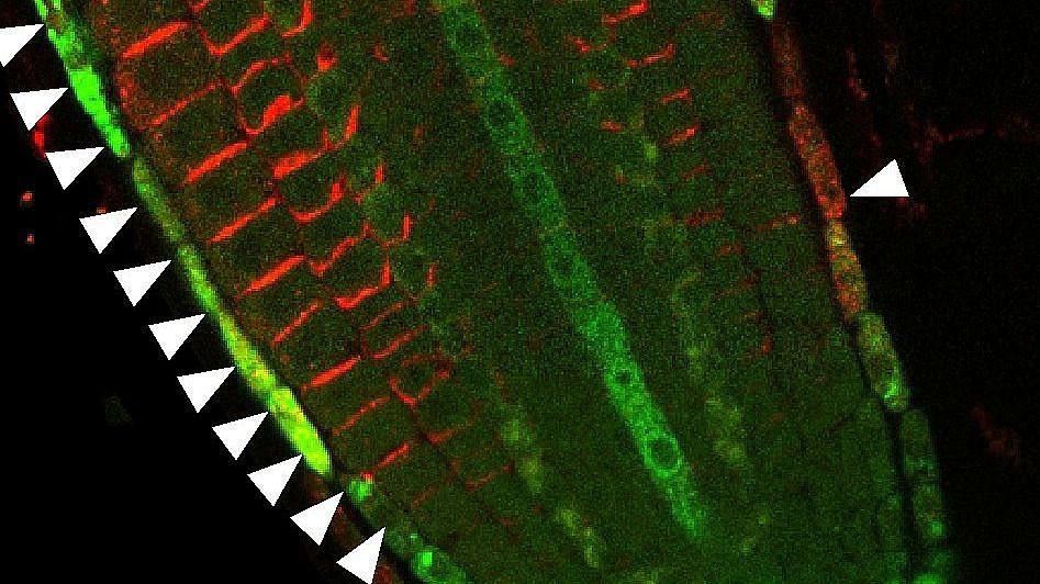 root tip auxin 