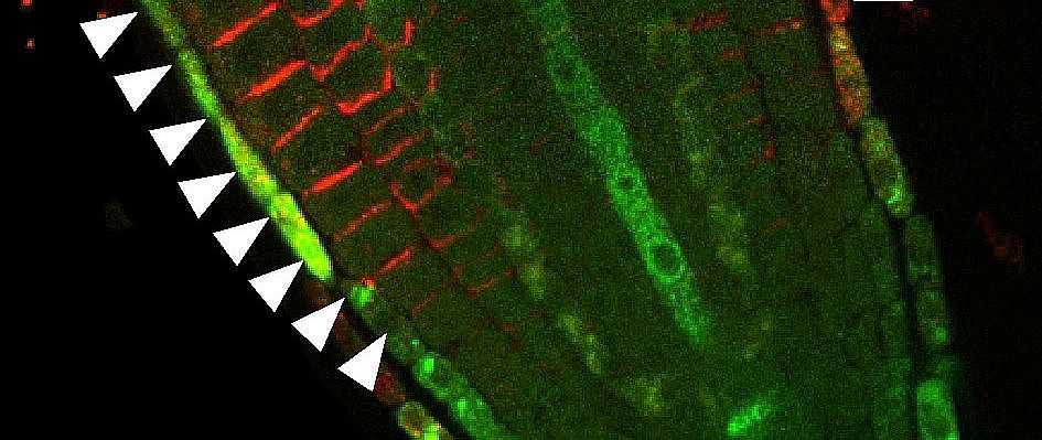 root tip auxin