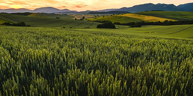 Wheat fields, photo by Peter Oslanec on Unsplash