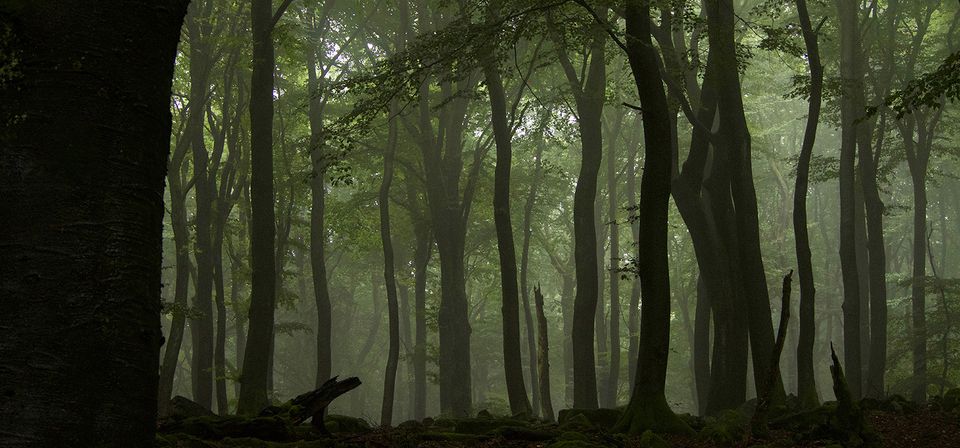 Buchenwald (Fagus sylvatica). Buchenwälder, gerade nicht bewirtschaftete, haben meist grosse Laubdächer und eine hohe strukturelle Heterogenität (vertikal und horizontal). © Springer Nature, Bild: Peter Manning Buchenwald (Fagus sylvatica). Buchenwälder, gerade nicht bewirtschaftete, haben meist grosse Laubdächer und eine hohe strukturelle Heterogenität (vertikal und horizontal). © Springer Nature, Bild: Peter Manning