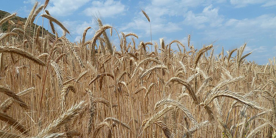 wheat field ©sylviamartinez