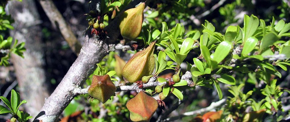 Capurodendron shafarense. New species. Ratovoson