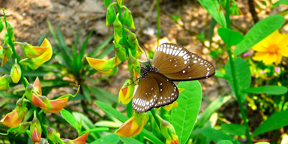 plant butterfly