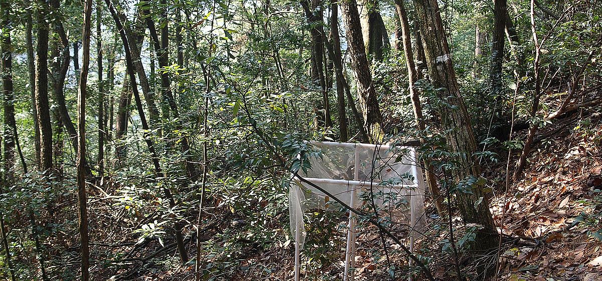 Species-rich forests better compensate environmental impacts | Swiss ...