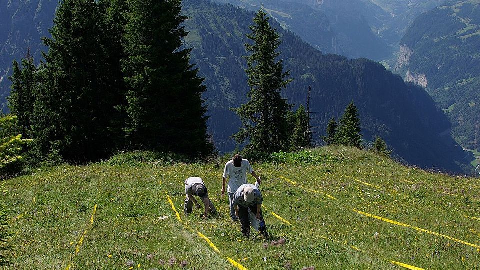 schynige platte field work fischer