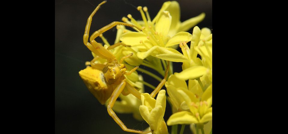 Krabbenspinne auf Blüte