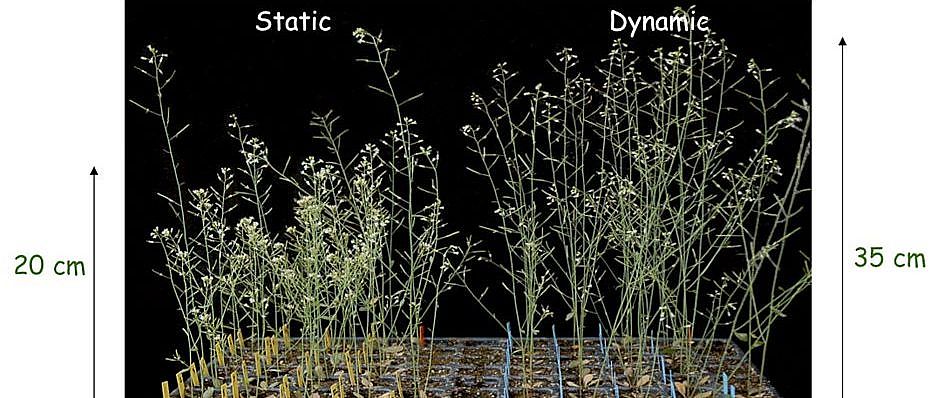 phenotypic diversity