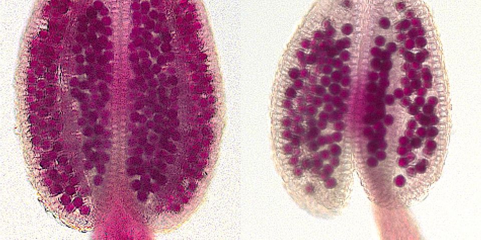 Anthers. Image by Hiroyuki Kakui