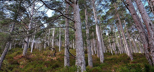 Beinn Eighe National Nature Reserve in Scotland ghazoul