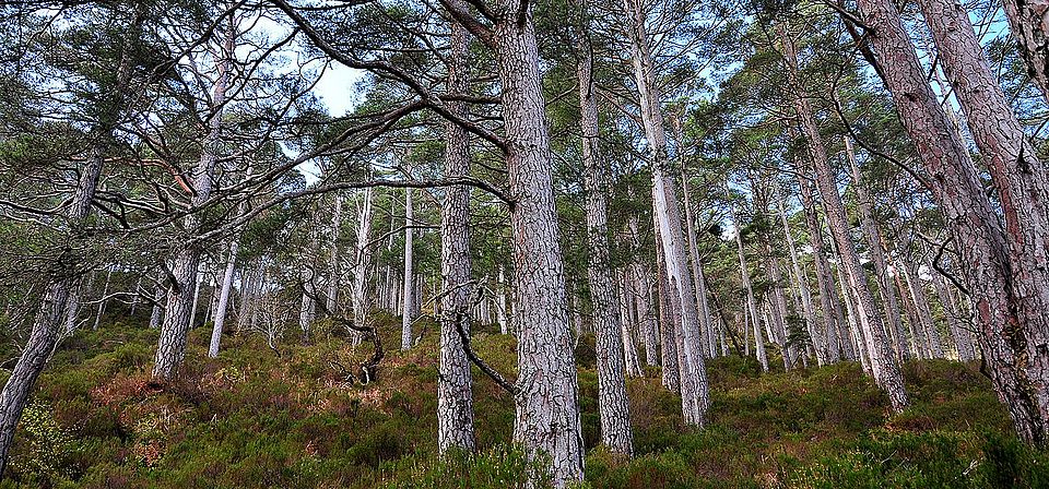 Beinn Eighe National Nature Reserve in Scotland ghazoul