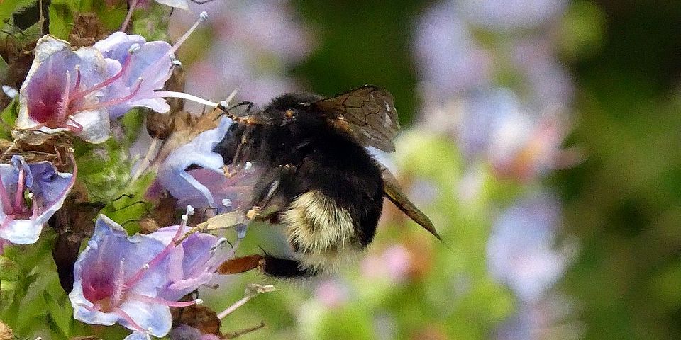 Pollination