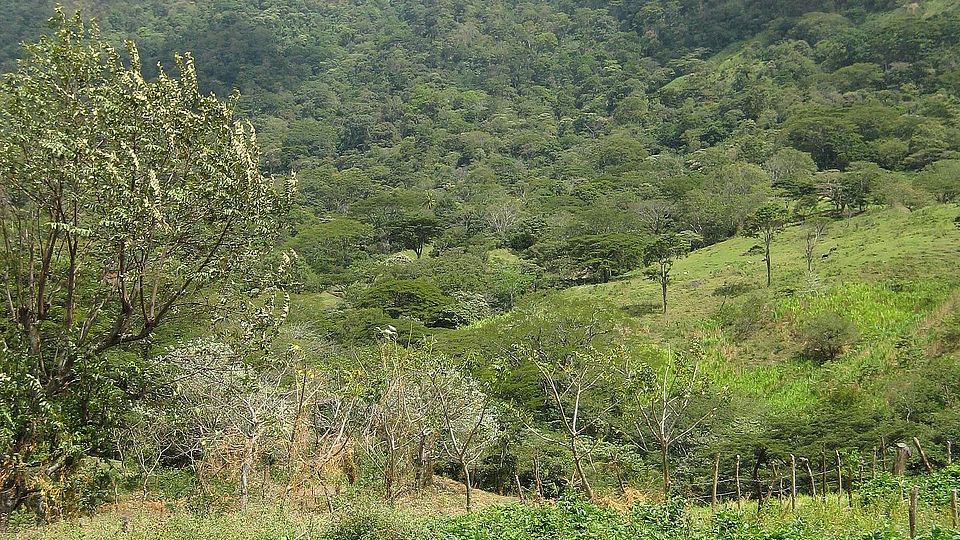 canavalia brasiliensis