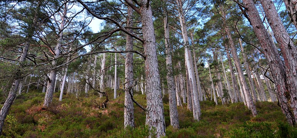 Beinn Eighe National Nature Reserve in Scotland ghazoul