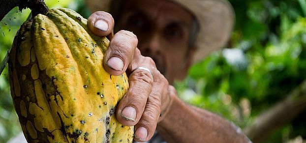 Cocoa harvest