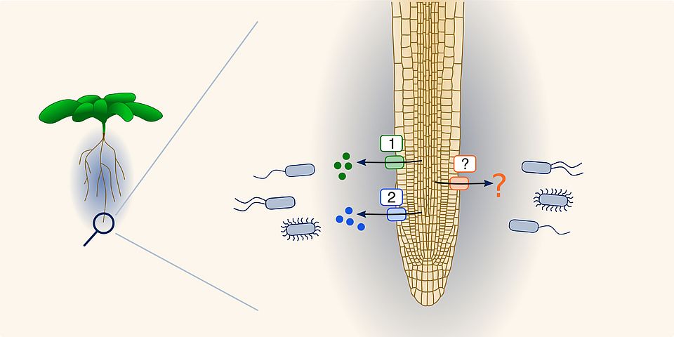 concept metabolites schlaepfer