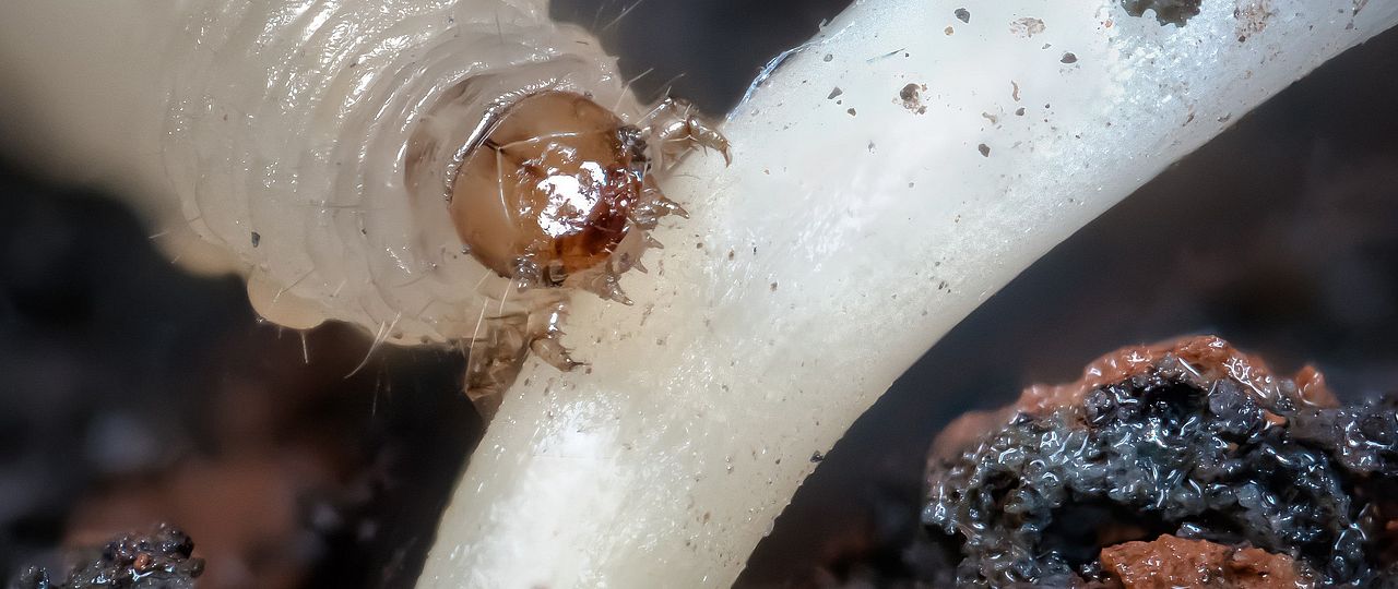 A western corn rootworm larvae feeding on a maize plant. credit: Cyril Hertz