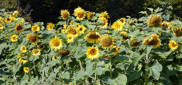 Sonnenblumen