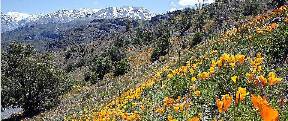 Eschscholzia californica ©Jake Alexander
