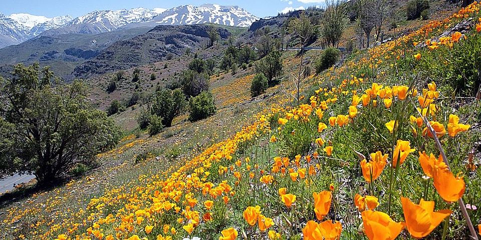 Eschscholzia californica ©Jake Alexander