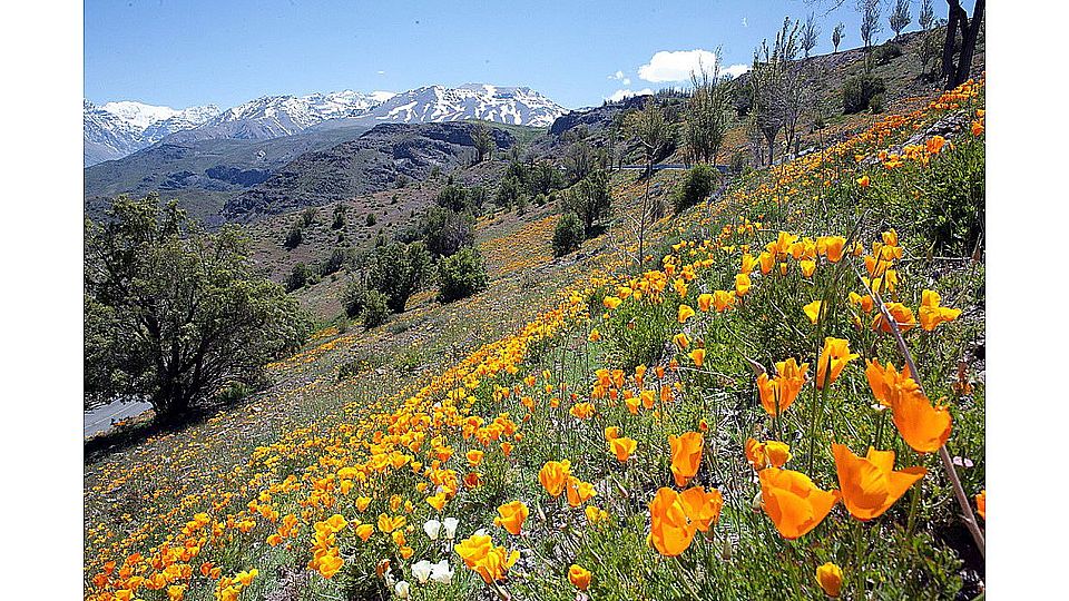 Eschscholzia californica Jake Alexander