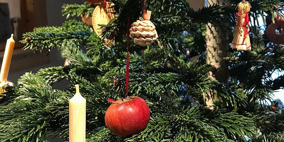 Fraurotacher Apfel an Weihnachtsbaum
