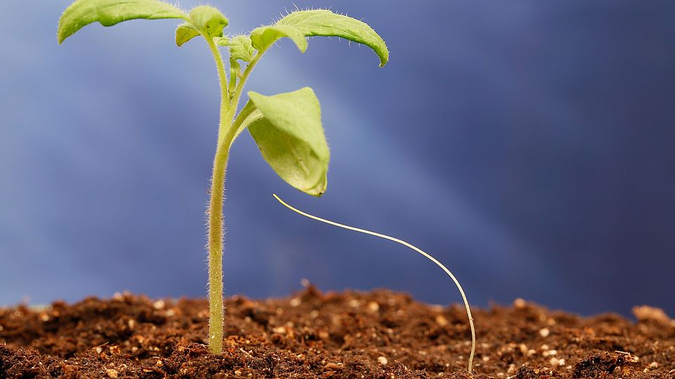 Cuscuta tomato