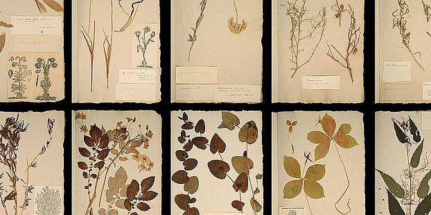 Herbarium Bauhin